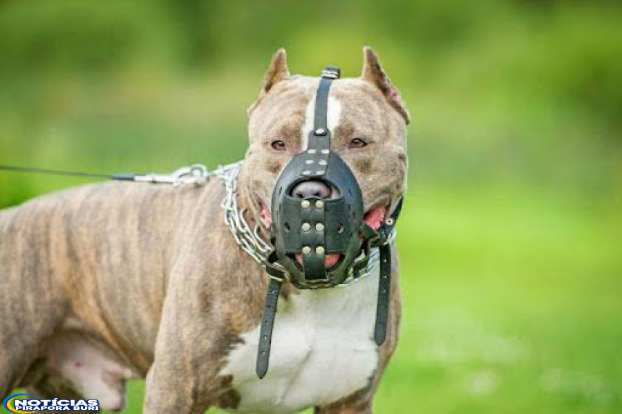 IDOSO É ATACADO POR CÃES DA RAÇA PIT BULL NO BAIRRO NOVA PIRAPORA.