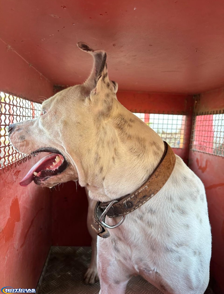 PITBULL É RESGATADO PELO CORPO DE BOMBEIROS EM BURITIZEIRO
